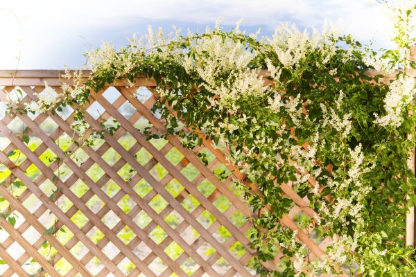 Lattice Repair in Traverse City