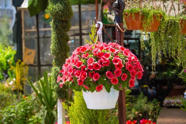 Hanging Planter Installation in Traverse City