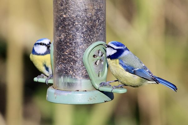 Bird Feeder Mounting Service in Traverse City