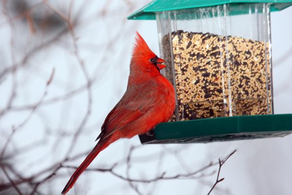 Bird Feeder Hanging in Traverse City